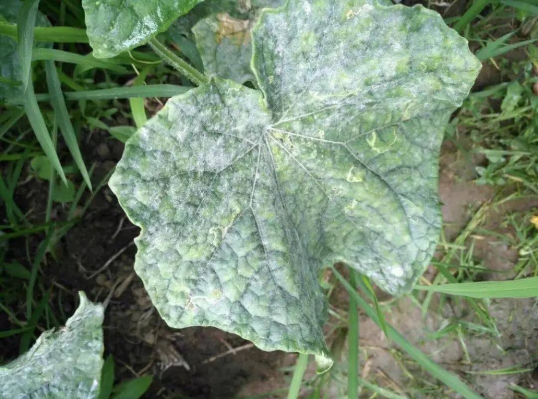 黄瓜蓟马病害图谱大全,黄瓜幼苗病害图谱