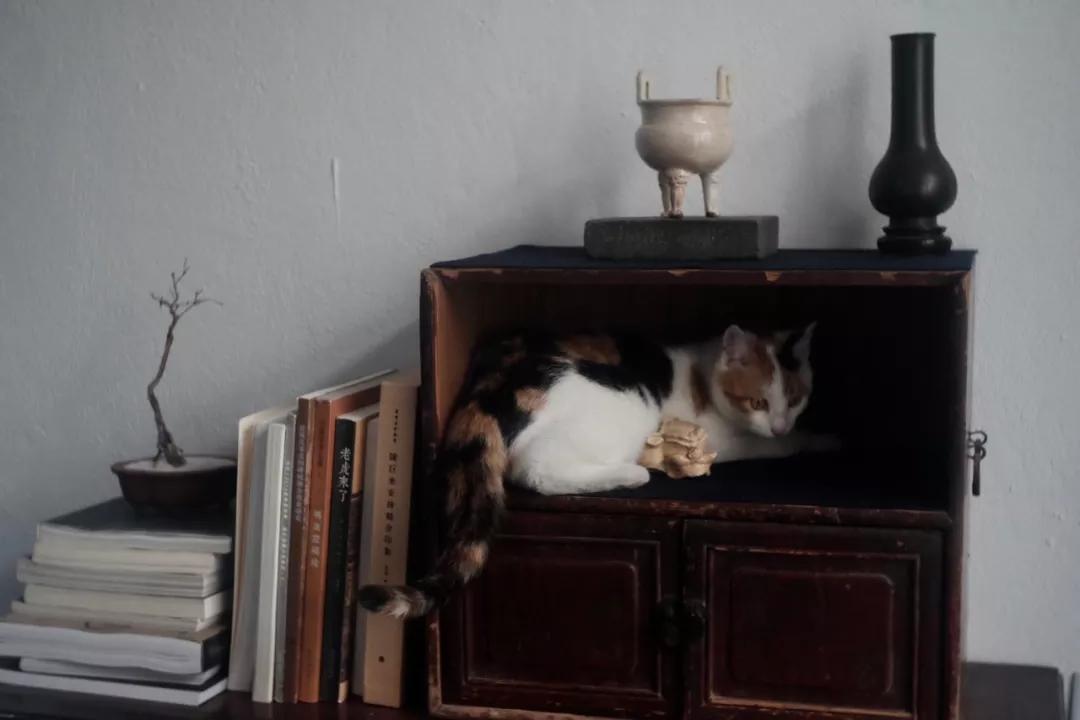 一人一茶一猫陪伴的时光,一人一茶一猫