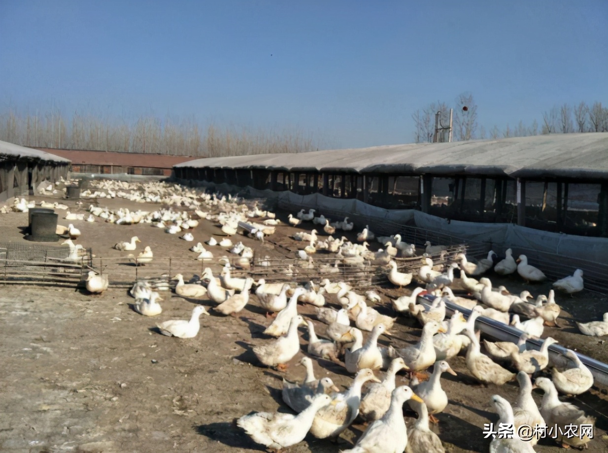 适合农村创业致富的项目有哪些,2021致富新机器