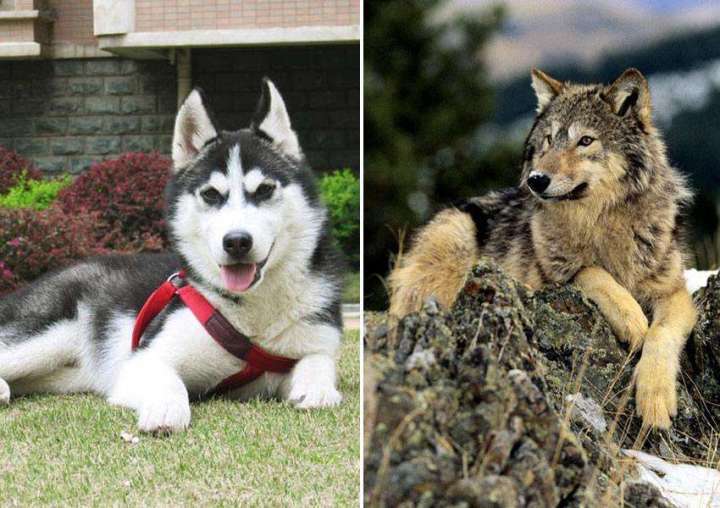 狼会把土狗当成同类吗,狼会把狗当成什么