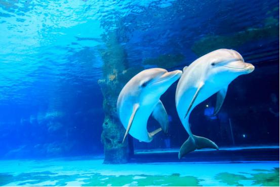 企鹅酒店三日两夜套票,企鹅极地主题酒店