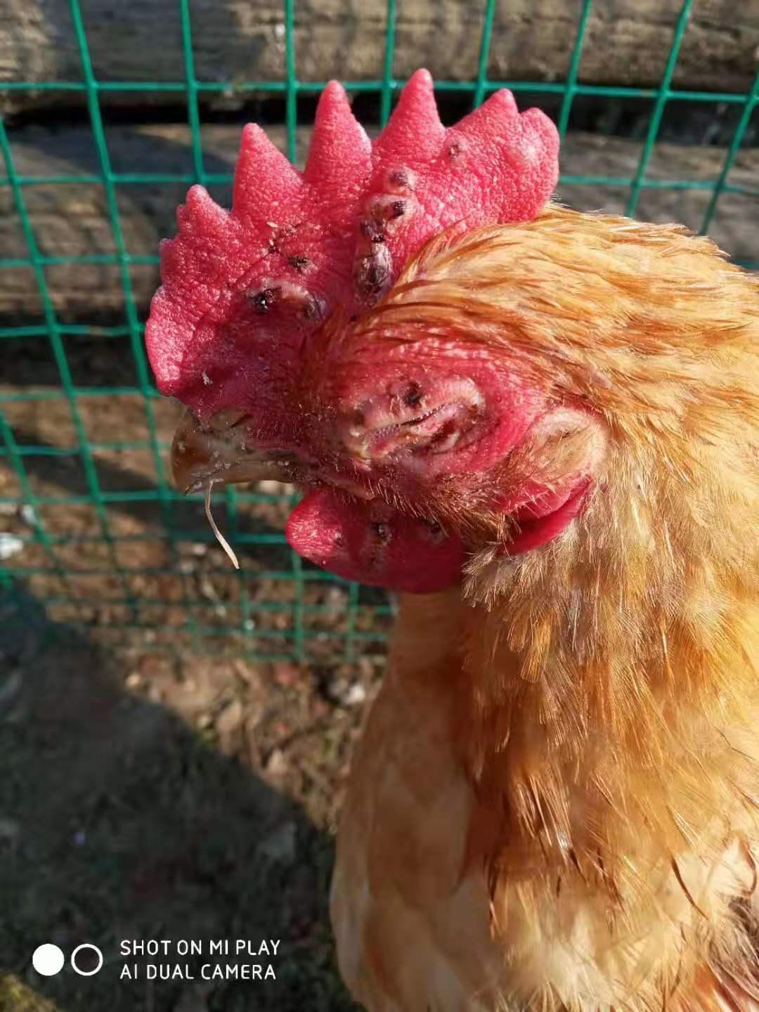 养鸡的鸡冠发黑怎么回事,养鸡黑冠是什么病