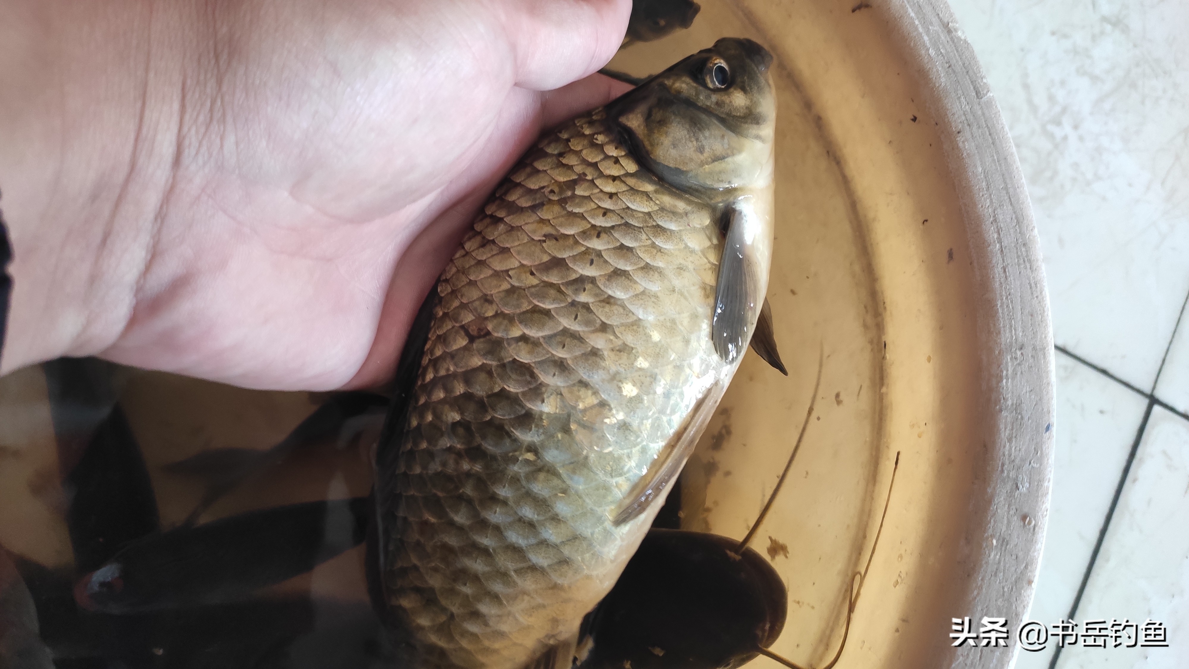 斤鲫适合守钓吗,斤鲫稀缺吗