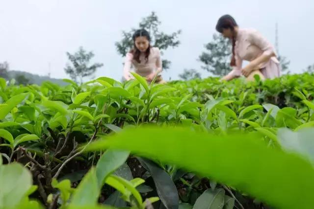 成都白鹭湖一日游详细攻略,白鹭湖一日游攻略图文