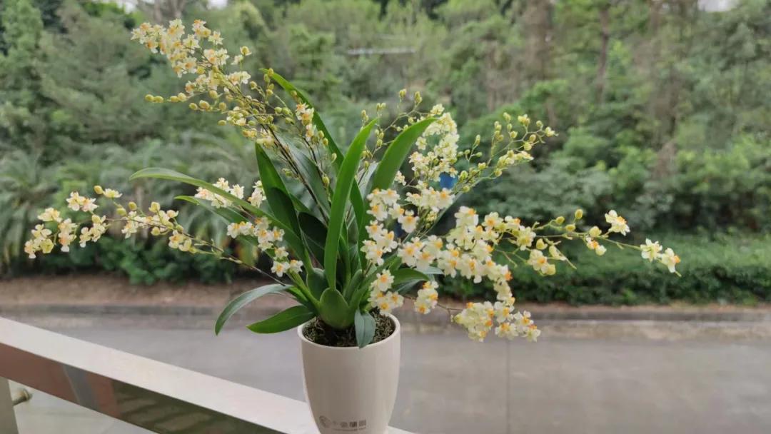 这43个来自世界各地的新品种,快来看看有没有你的菜