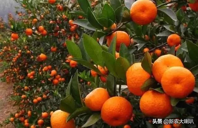 缺钙镁钾怎样补,缺钙缺镁缺铁吃什么好