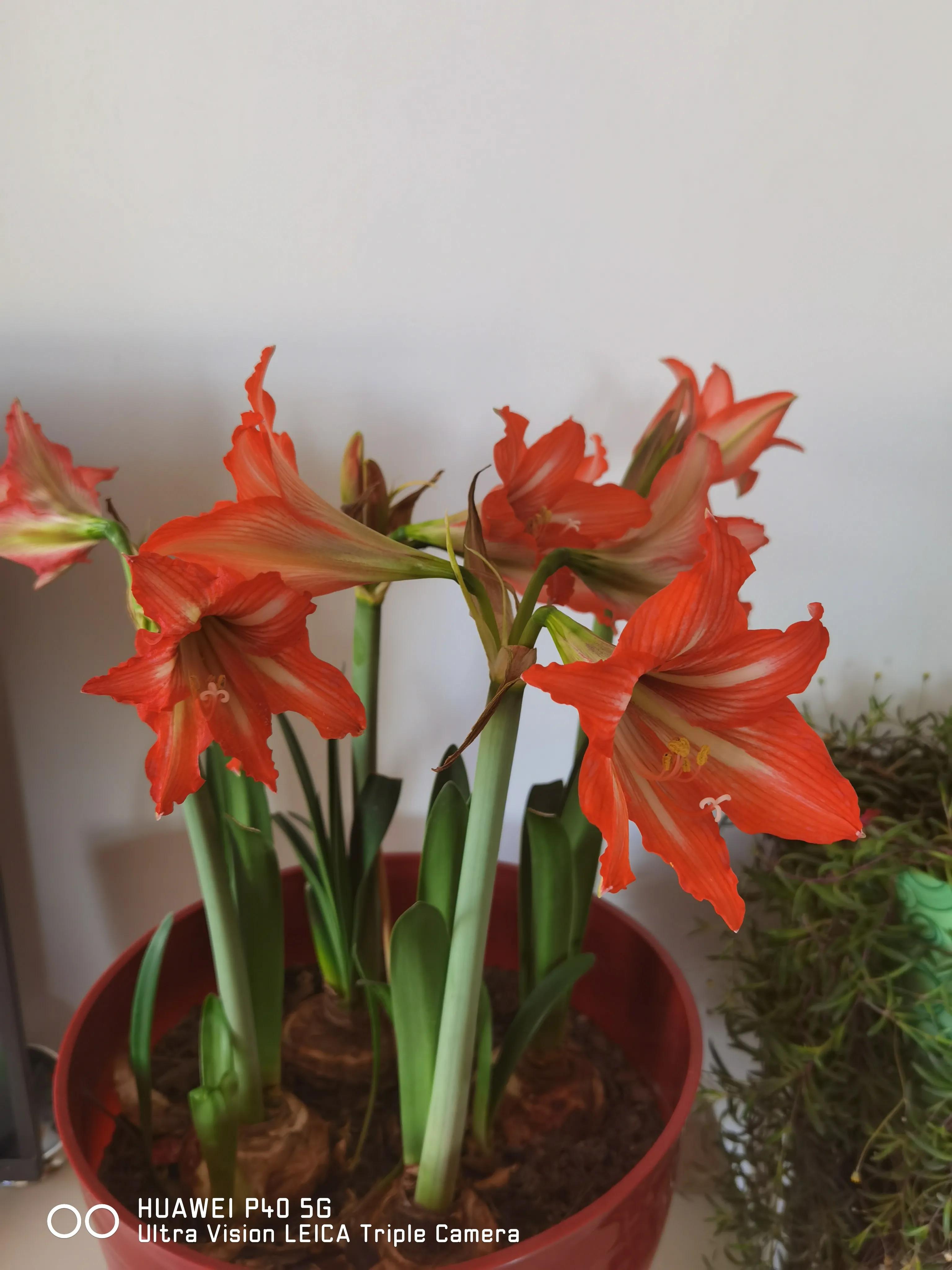 矮小的大哥外出闯荡终于成功了，把漂亮的大嫂娶回了家