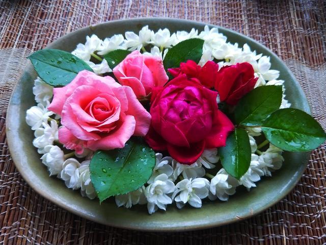 茉莉花精油一次用多少,重瓣茉莉精油