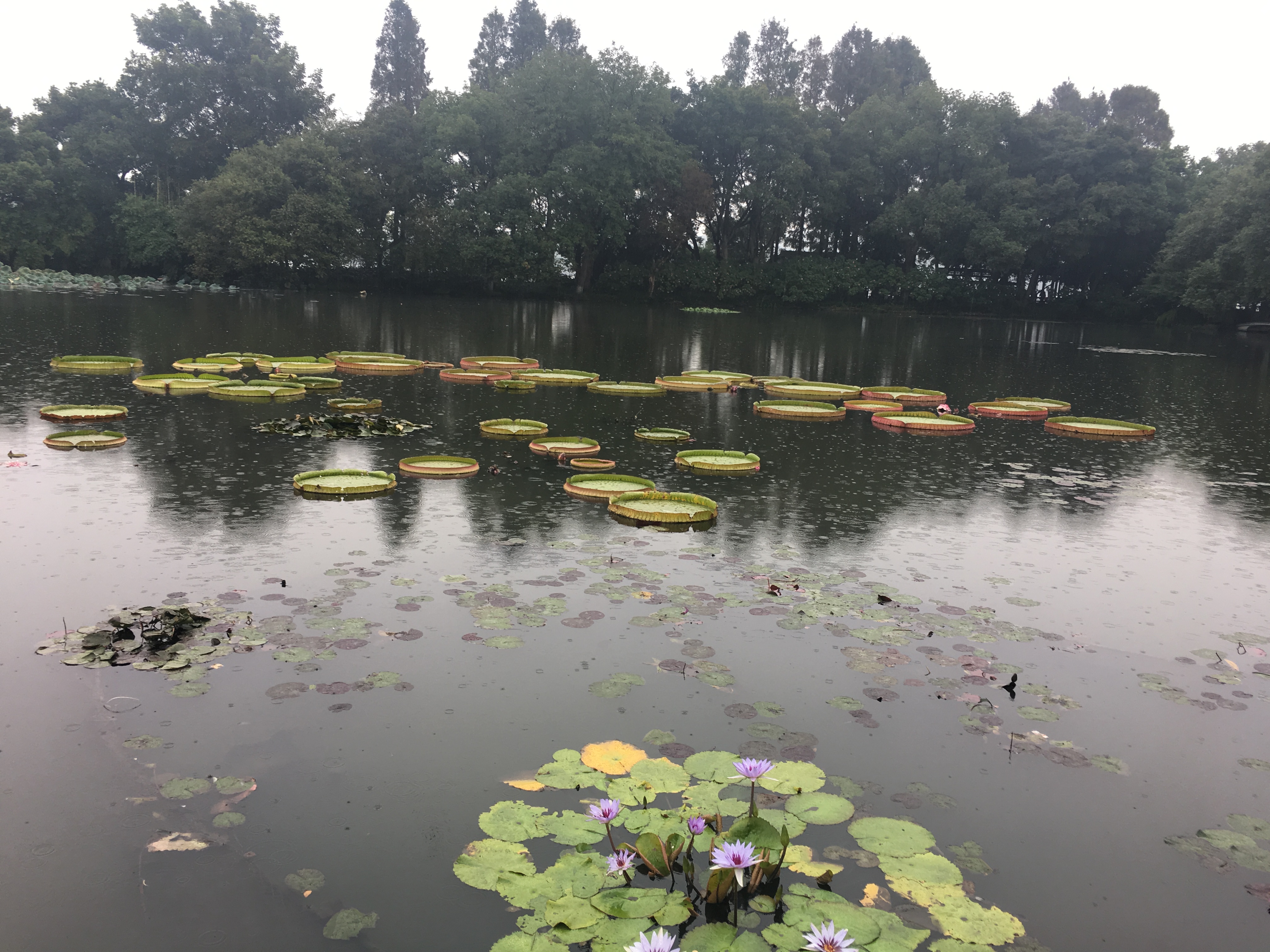 神农尝百草以身试药,神农尝百草的药材