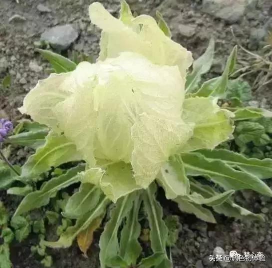 山上的雪莲花,山上雪莲的照片