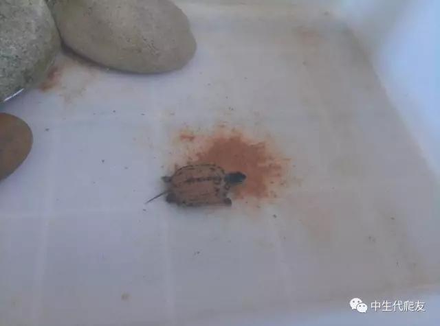 白色环境和黑色环境养出来的龟,古法养龟环境布置