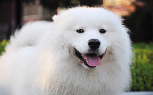 萨摩耶越来越瘦怎么回事,萨摩耶偏瘦怎么办