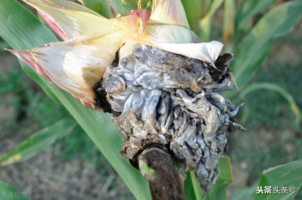 玉米上面的黑色菌叫什么,玉米上的黑疙瘩