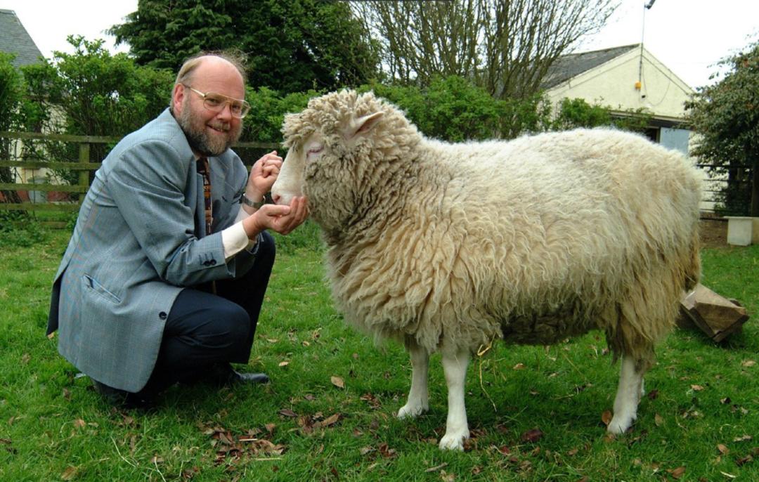 多莉克隆羊是怎么克隆出来的,克隆羊多莉的成功意义和影响