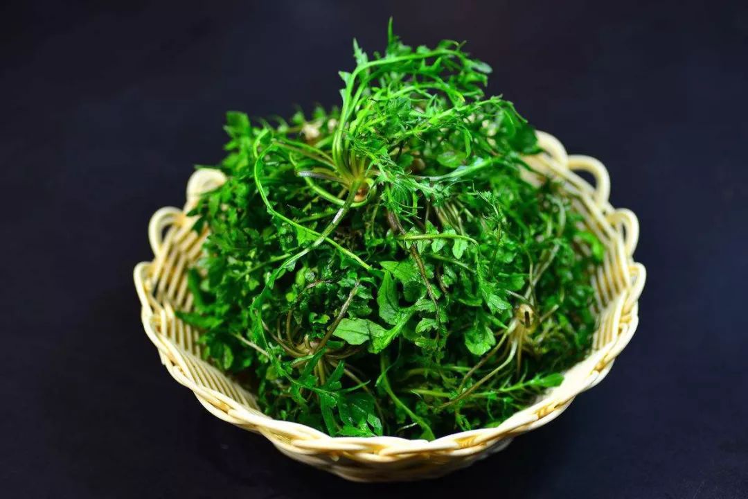 荠菜的功效作用,荠菜的原生图片