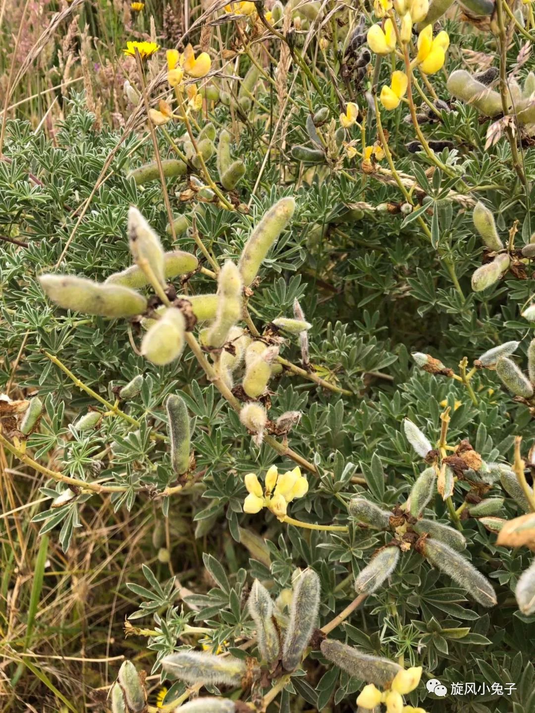 加州沿海1号公路自驾游散装系列（一）：阳光北加的金山依旧