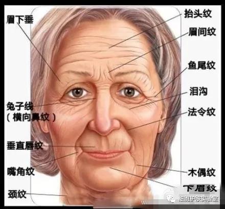 正常唇纹和皱纹的区别,为什么不建议纹渐变唇纹