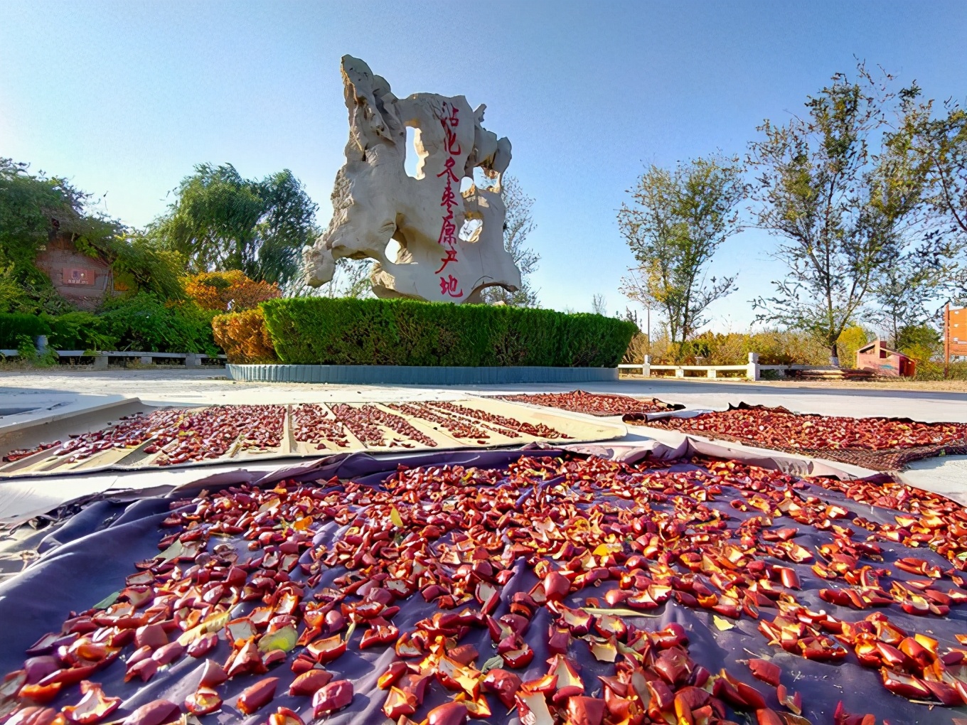 滨州有冬枣吗,产自哪里的冬枣最好吃