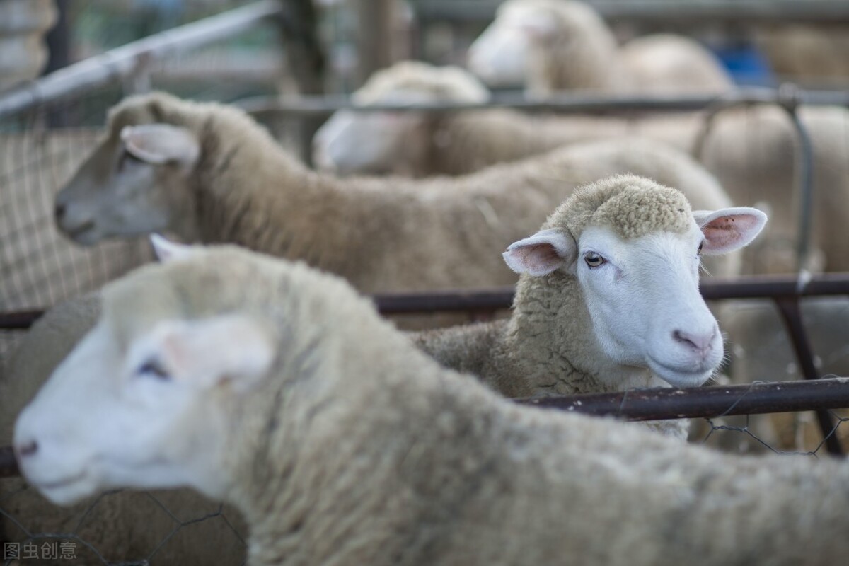 为什么羊突然消瘦了,僵羊瘦羊怎样调理