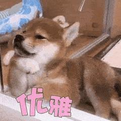 狗狗感冒好了没几天又感冒了,狗狗感冒好了之后还是没精神