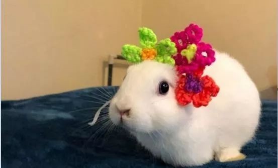 母兔第一窝生了3个小兔正常吗,母兔生了窝小兔