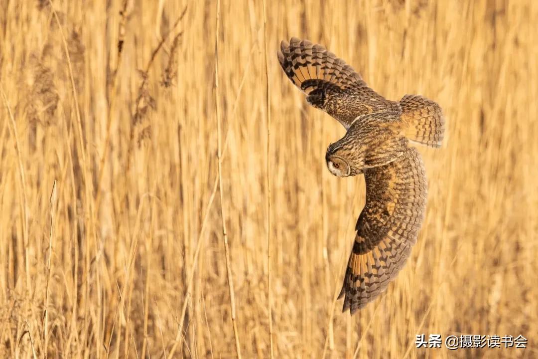 尼康拍野生动物,这位摄影师