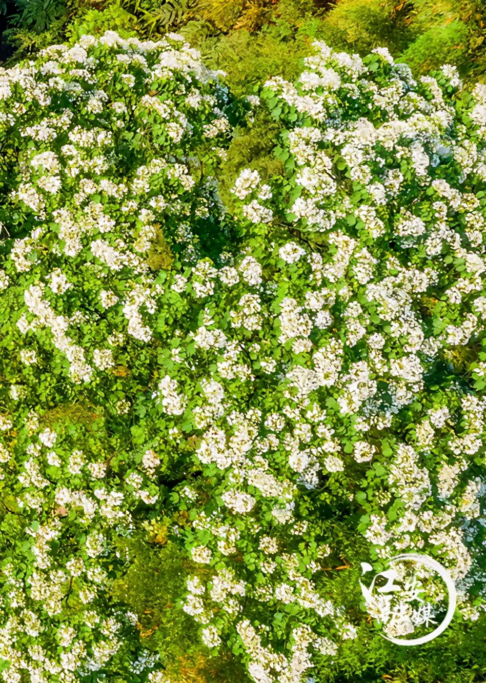 江安县怡乐镇第二届“千年桐万亩花”摄影大赛开赛了