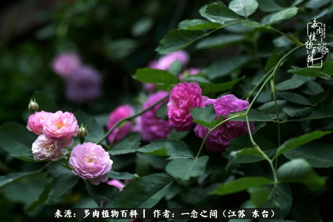 遇见花开蓝莓糖,遇见花开蔬菜沙拉酱