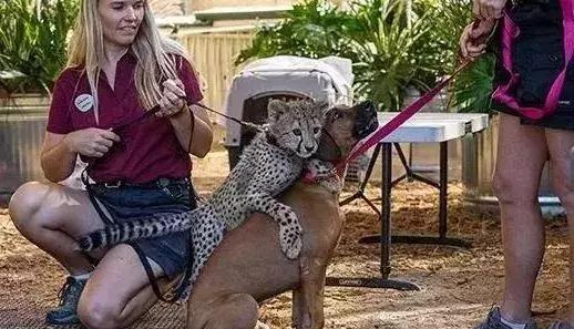 狗狗真是一种神奇的动物,狗狗是什么科的动物