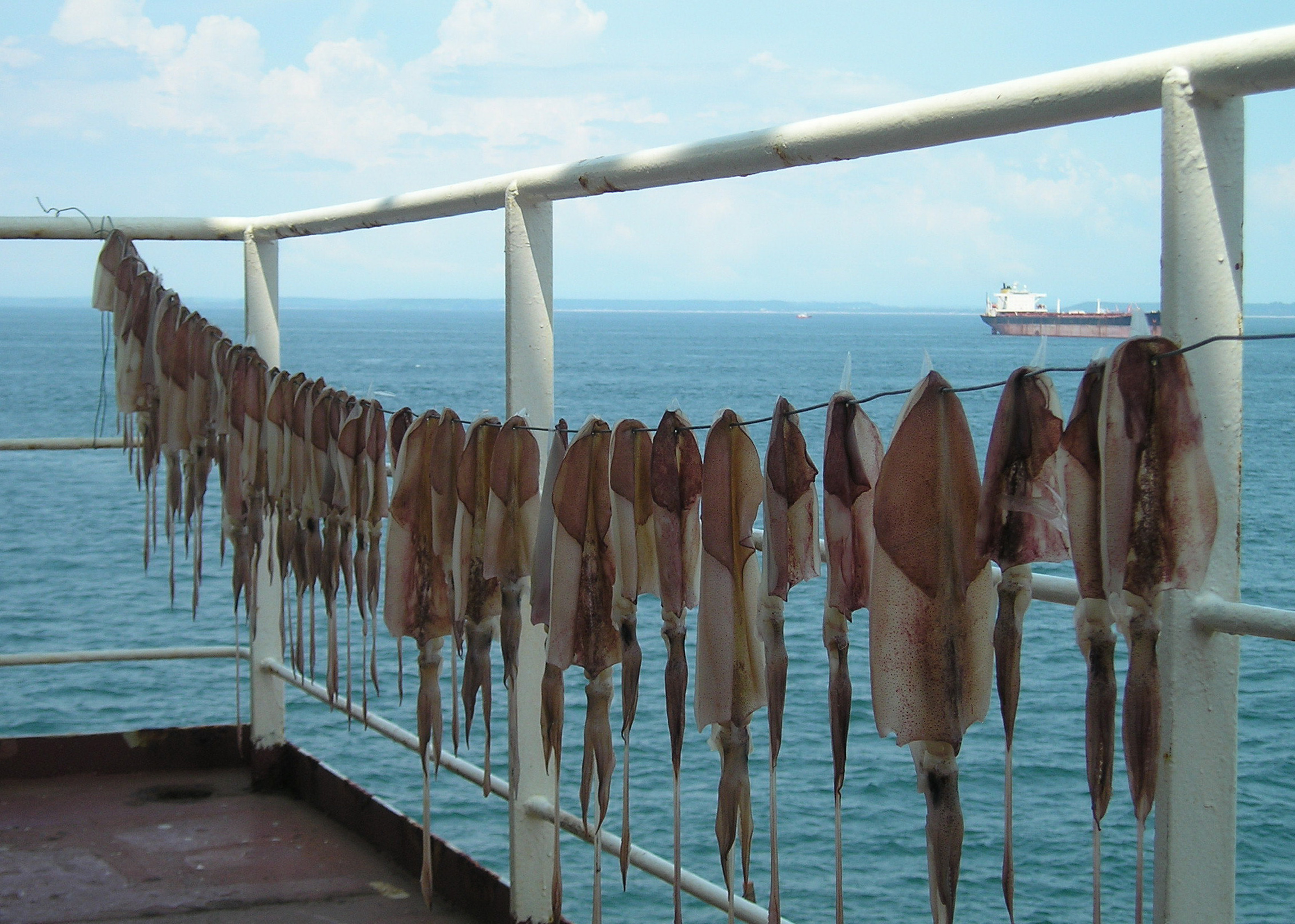 船员在海上可以钓什么鱼 (远洋船员海钓的各种鱼获)