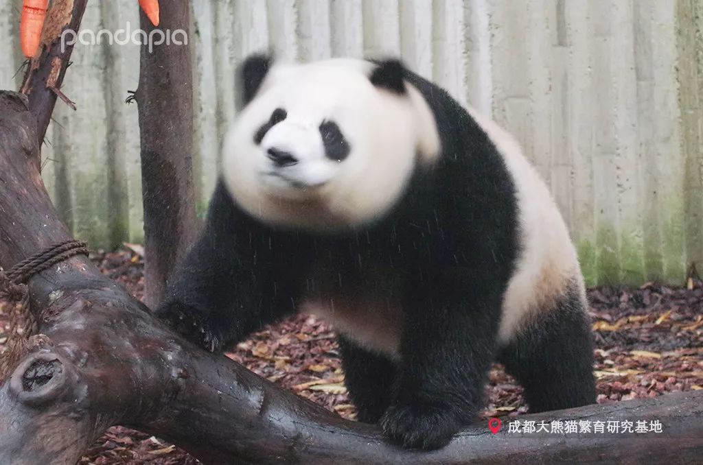 原来大熊猫也喜欢游泳,大熊猫们集体洗澡