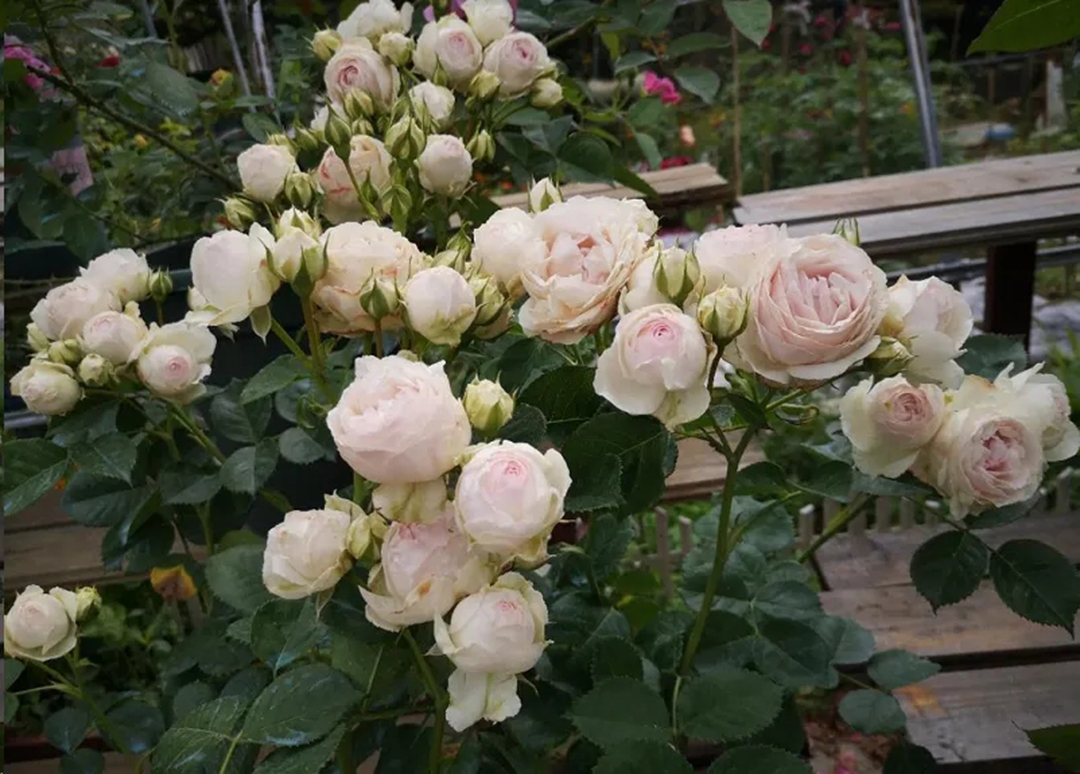 月季花开一半就不开了怎么回事,月季花开一半花蕊烂了是什么原因