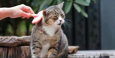 想要猫咪毛发顺亮吃什么,想要猫咪干净