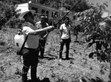 鑻规灉鏂板啝鑲虹値鐤儏,鑻规灉鎰熸煋鏂板啝鑲虹値