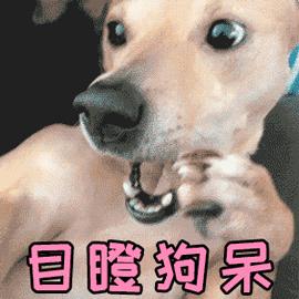 怎么辨别细小病毒治好了,犬细小病毒传染人吗