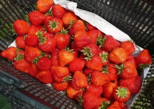 在上海拥有这样一个露台多幸福,在上海有一种温暖叫邻里互助