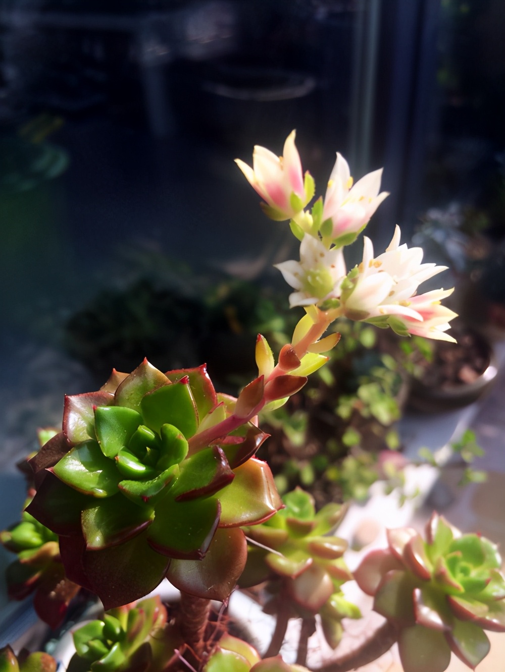 多肉开花一般在几月份几号开花,莲花座多肉开花对它生长有影响吗