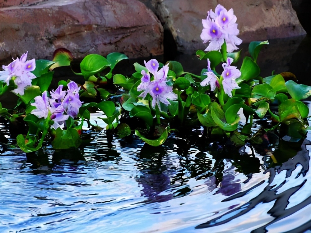 房内大缸水养植物,喝水的缸子养什么植物好看