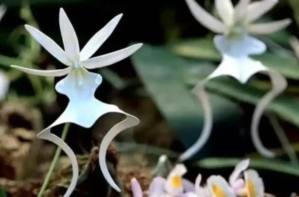 喜马拉雅山上发现的最美的兰花,世上最珍贵的兰花价格