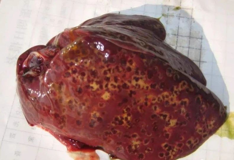 鸡花斑肝怎么治,鸡花斑肝如何治疗