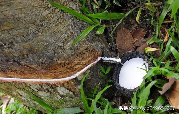 泰国乳胶的优点和缺点,泰国乳胶怎么选择