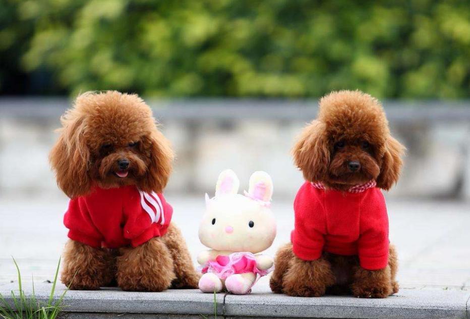 迷你贵宾犬寿命一般多少年,贵宾犬的寿命有多长呢视频