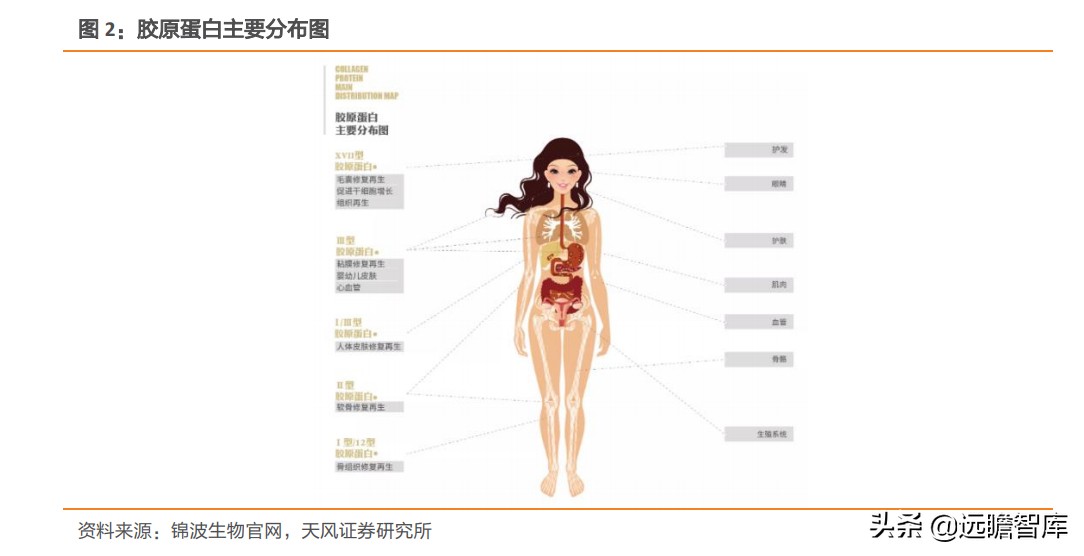 重组胶原蛋白未来趋势,胶原蛋白重组是高端产业吗
