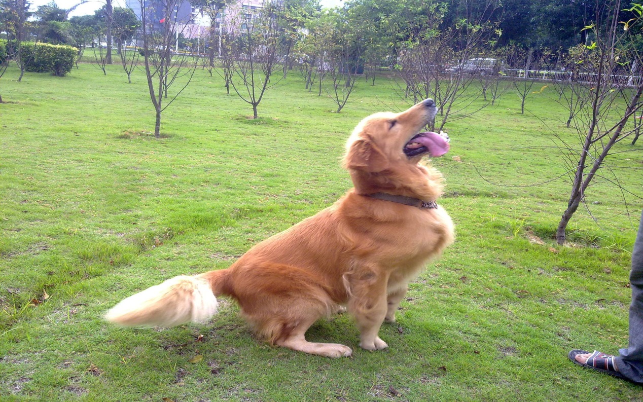 金毛吃得多怎么养,金毛吃进去食物多久能消化