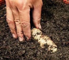 为什么生姜会长白毛,为什么生姜都长毛