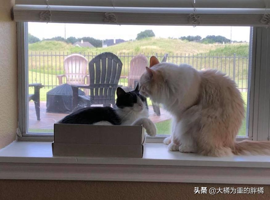 两只猫被收养后的幸福生活,两只流浪猫被收养后的幸福生活