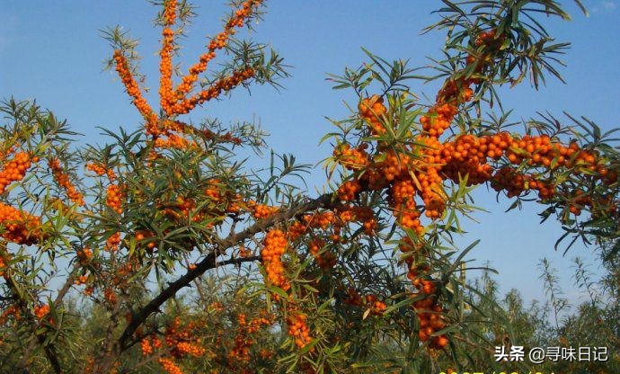 在沙漠里的沙棘能吃吗,沙棘也能吃