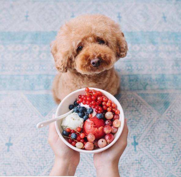 泰迪为啥总爱舔人？其实原因有6点，网友：看完恍然大悟