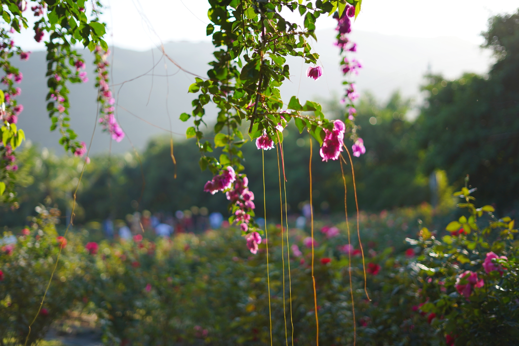 5天4晚畅游三亚攻略,三亚旅行3000玩转四天三夜