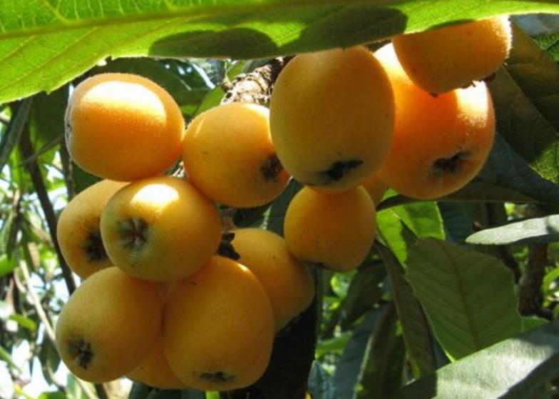 四川特色土货都有哪些,四川农村著名的美食有哪些